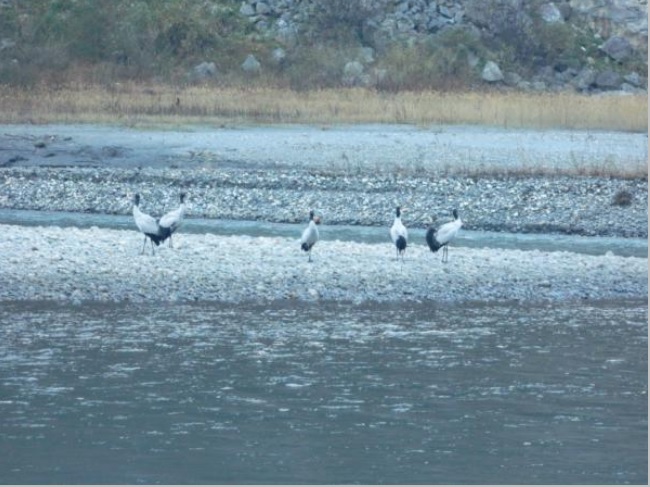 Black Necked Cranes near Zemithang. WWF December 2013 Photo from CIA Report