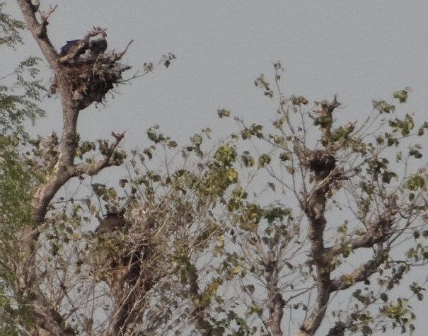 Vultures nesting at Jhari Dam site. 