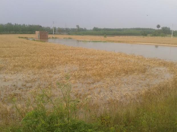 The breach submerged the vast cropland 