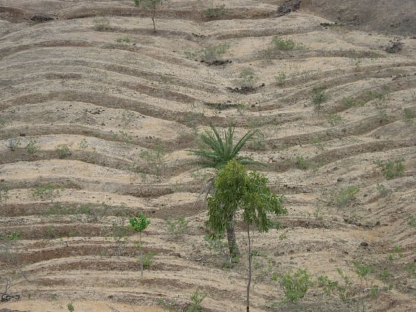 Some watershed measures undertaken in Parner, Ahmednagar District Photo: Zareen P Bharucha