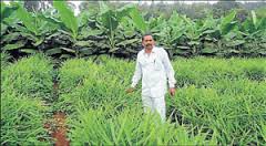 Multi crop farming in Sakaleshpura Photo: Deccan Herald