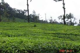 Kadamane Tea Estate