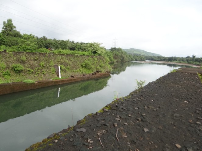 Koyana Tail Race Water flowing into Vashisthi River in Konkan on way to sea (Photo by Parineeta Dandekar Aug 2015)