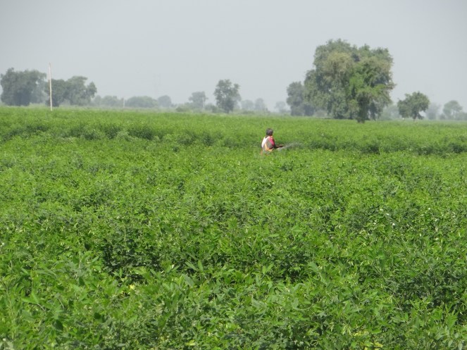 Amidst Tur farms in Vidarbha Photo: Parineeta Dandekar