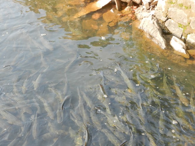Temple Fish Sanctuary at Kumardhara River. This place is threatened by a string of mini hydel projects in the upstream and downstream