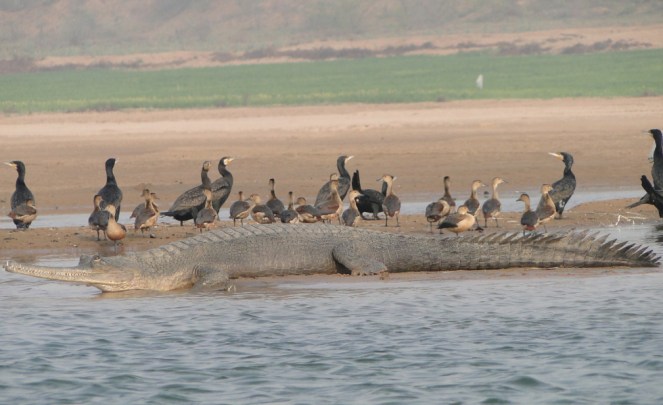 gharial-resting-on-a-sand-bank-with-indian-cormorants-and-lesser-whistling-ducks-in-the-ncs