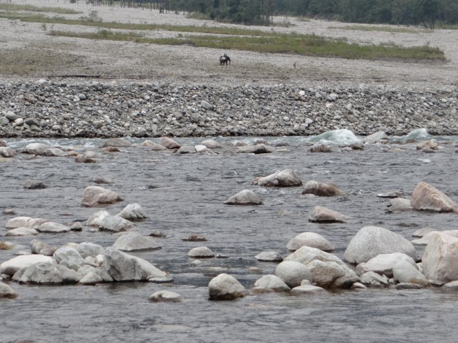 Elephant carrying the load of DAM officials