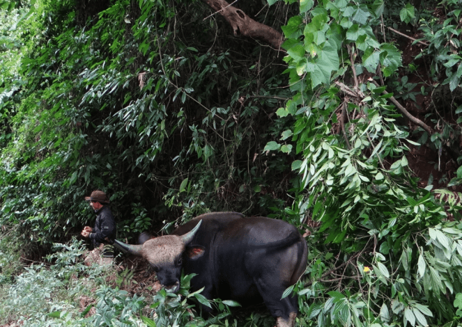 Rearing Mithuns is an integral part of Idu households and villages