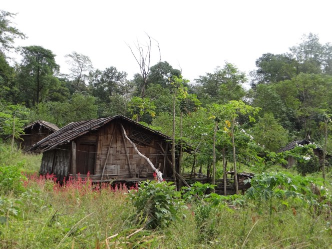 Idu Mishmi homesteads. Above, a domestically reared Mithun, an integral part of Idu villages.