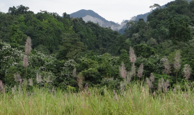 Bauhinia Bloom in Dibang Floodplain