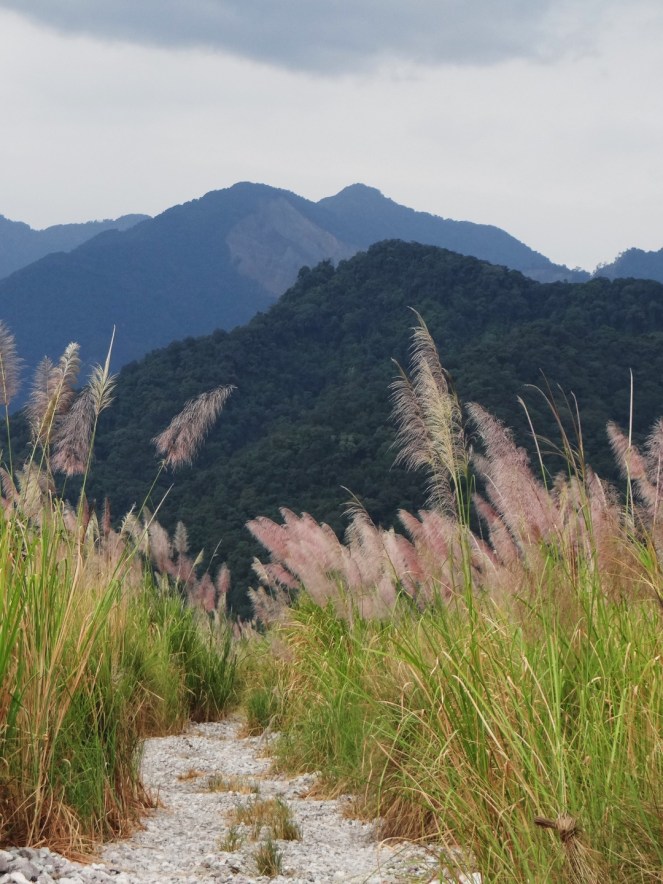 Dibang Floodplain amidst Kash flowers