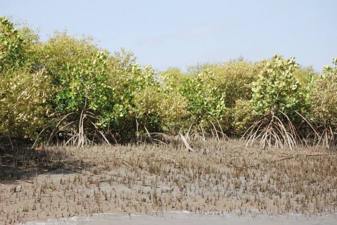 mangroves.jpg
