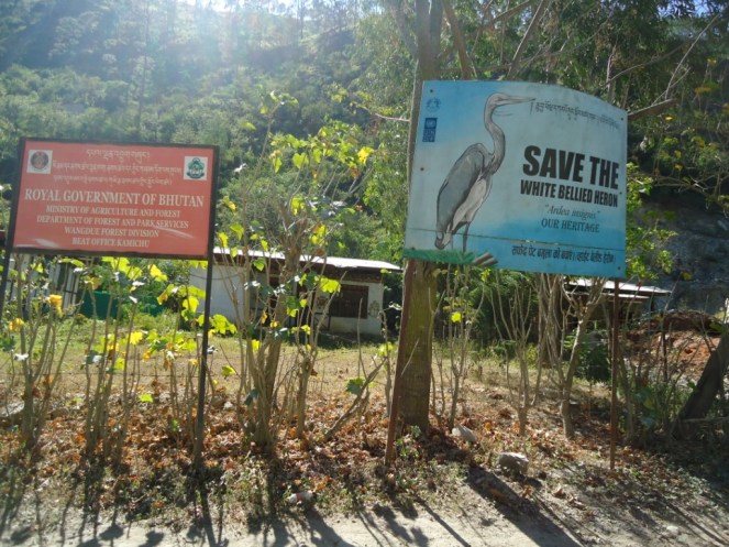 Save while bellied heron Board along Punatsangchu Projects 1114