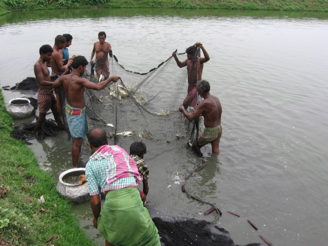 Fish rearing at the wetland (Photo by Dhrubajyoti Ghosh)