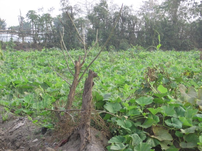 Vegetable farming on garbage substrate at Dhapa (Photo by Dhrubajyoti Ghosh)