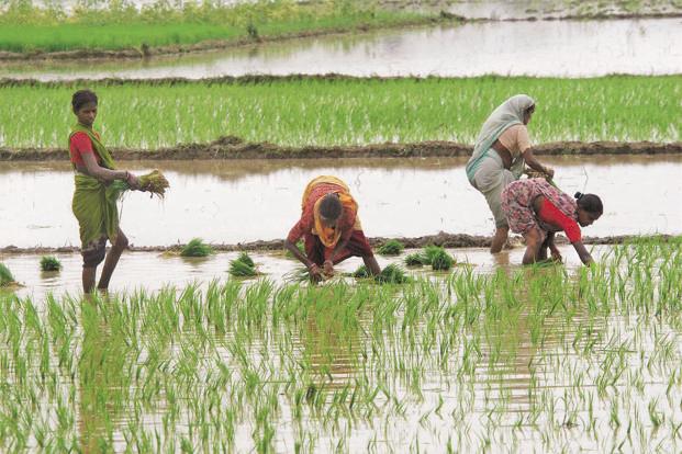 paddyfield-kZ6F--621x414@LiveMint