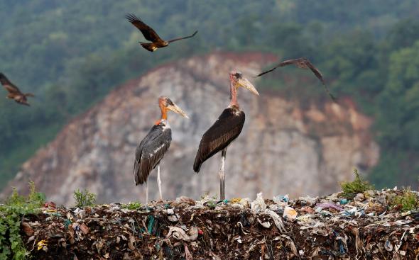 01stork-army.adapt.590.1