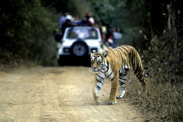 tigers-kPvG--621x414@LiveMint