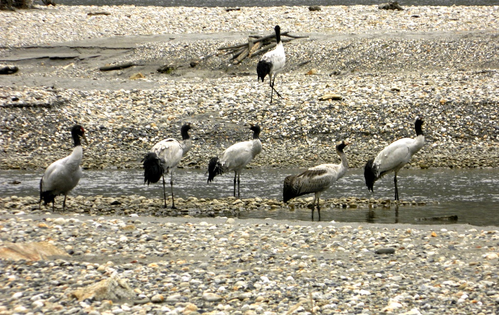 Black Necked Cranes at Pangchen Valley (Photo: Lham Tsering)