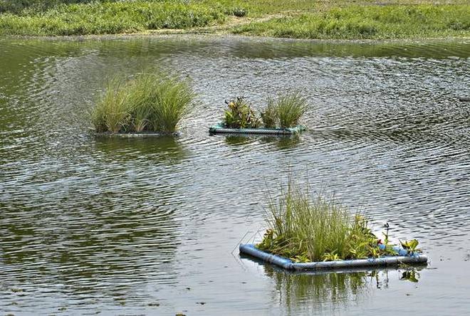 Floating Wetlands in Bengaluru (Photo: The Hindu)