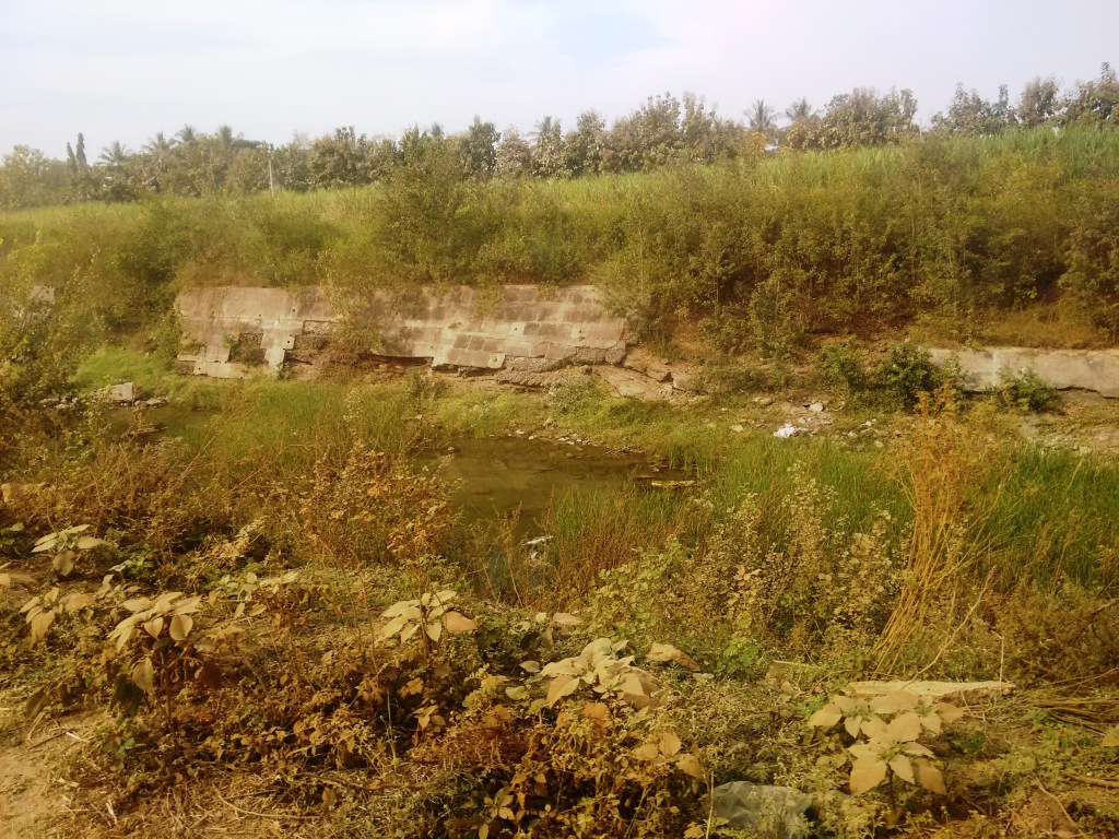 Poor state of Jayakwadi Canal (Photo: Amruta Pradhan, SANDRP)