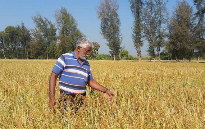 progressive-farmer-kaliash-murthy-at-his-farm-near-t-narsipur-in-mysuru-district