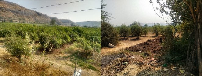 Pomegranate plantations at Hiwargaon (Photo: Amruta Pradhan)