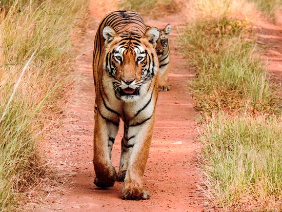 Tadoba Andhari Tiger Reserve (Triadvisor.com)