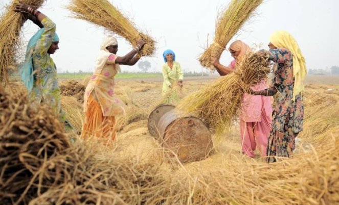 threshing_harvest_sangrur_punjab_india-neil-palmer-ciat-2011-wikimedia-commons_0.jpg