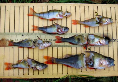 image-2629-452-auto-both-both-85-5