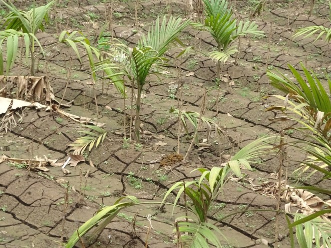 Fig.4 cracks_field_chalakudy2_LR