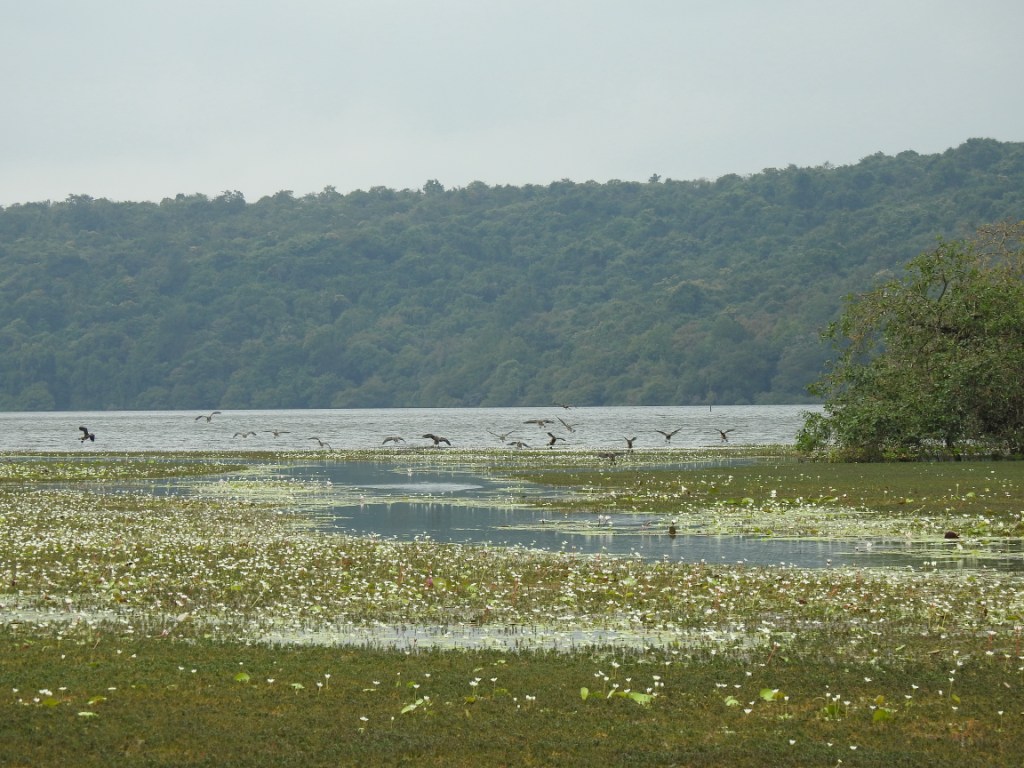 डीआरपी न्यूज़ बुलेटिन 29 अप्रैल 2019: सिंधुदुर्ग आर्द्रभूमि प्रलेखन और संरक्षण में अग्रणी भूमिका निभा रहा है – सैंडआरपी