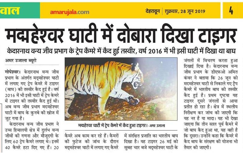 28 6 19 AU Tiger.png