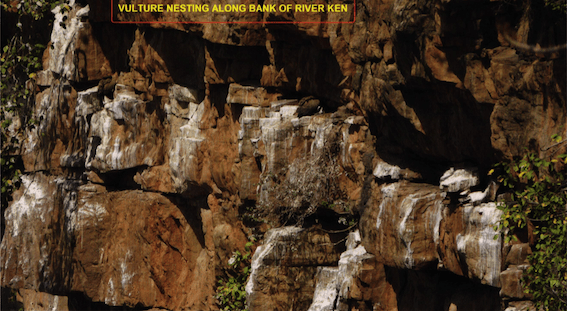 Vulture nesting sites along the banks of River Ken - Source CEC Report