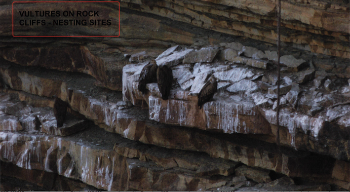 Setback Cliffs Fatal setback for Ken Betwa Link Project from CEC – SANDRP