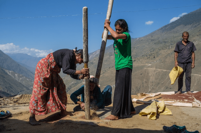 2. Women in Kapri village Bajura preparing millet for use after harvest. [image- Nabin Baral]