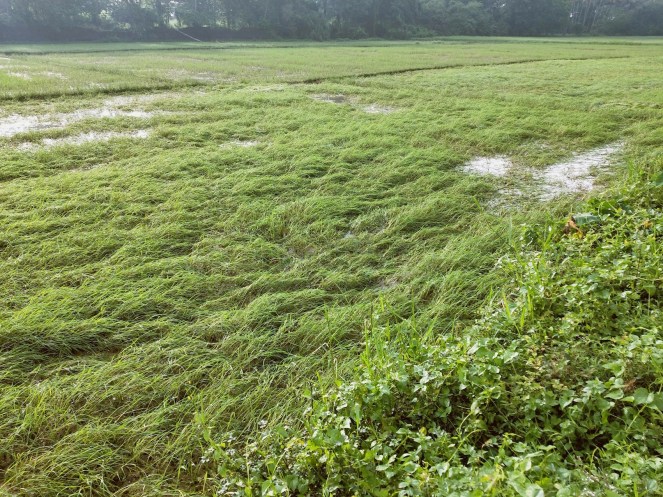 Paddy Form Paddy farming in times of climate change – field notes – SANDRP