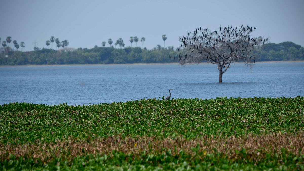Bahour WWD 2024: Lot of schemes for India’s Wetlands-Little Credible Action ...