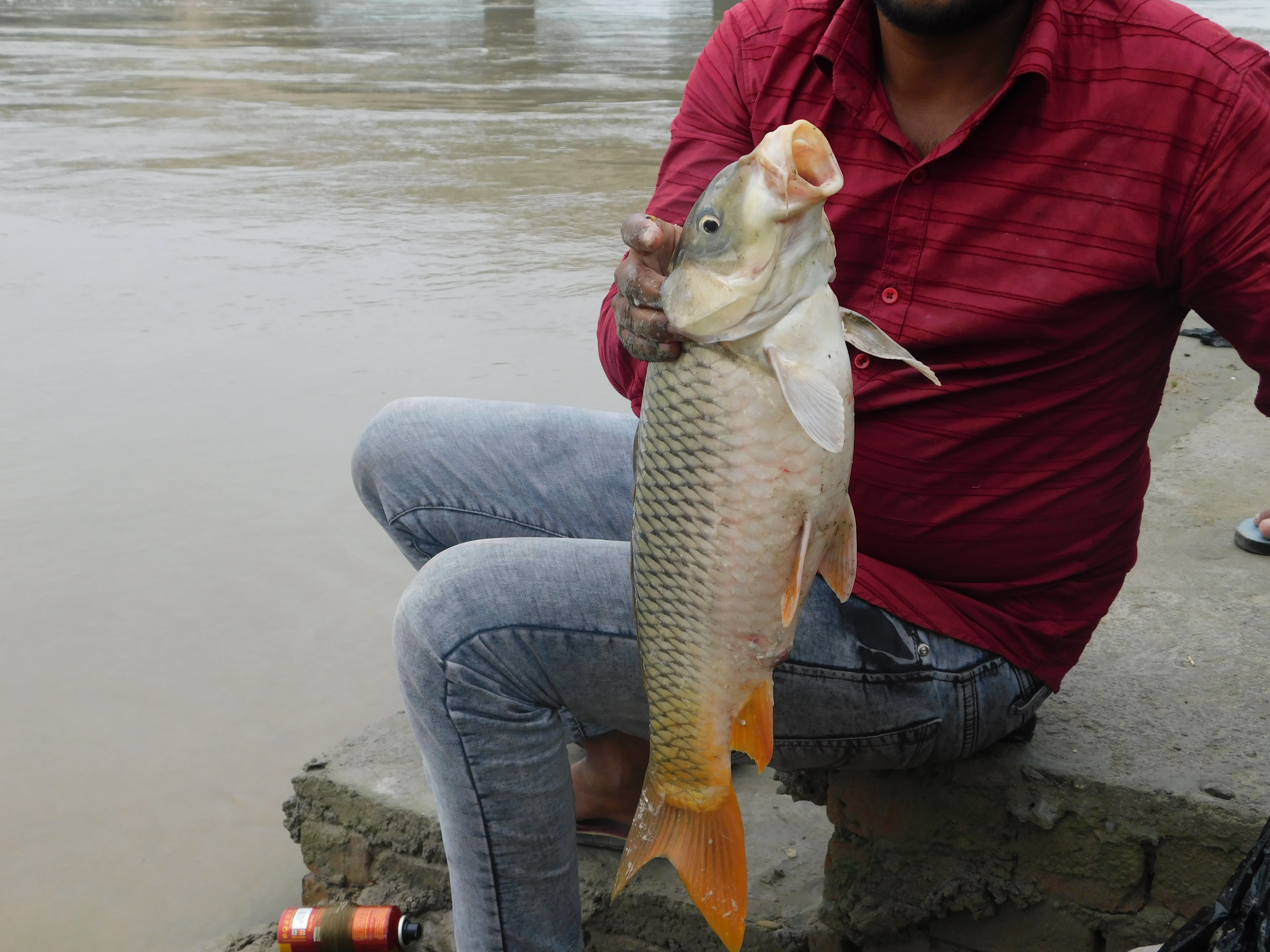 World Fisheries Day 2024: Important Studies, Reports on River Fish ...